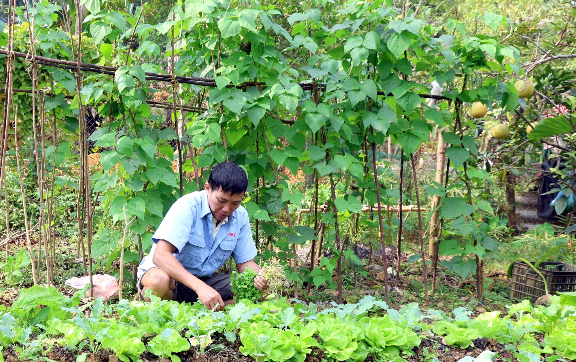baolaocai-tr_mt1.jpg