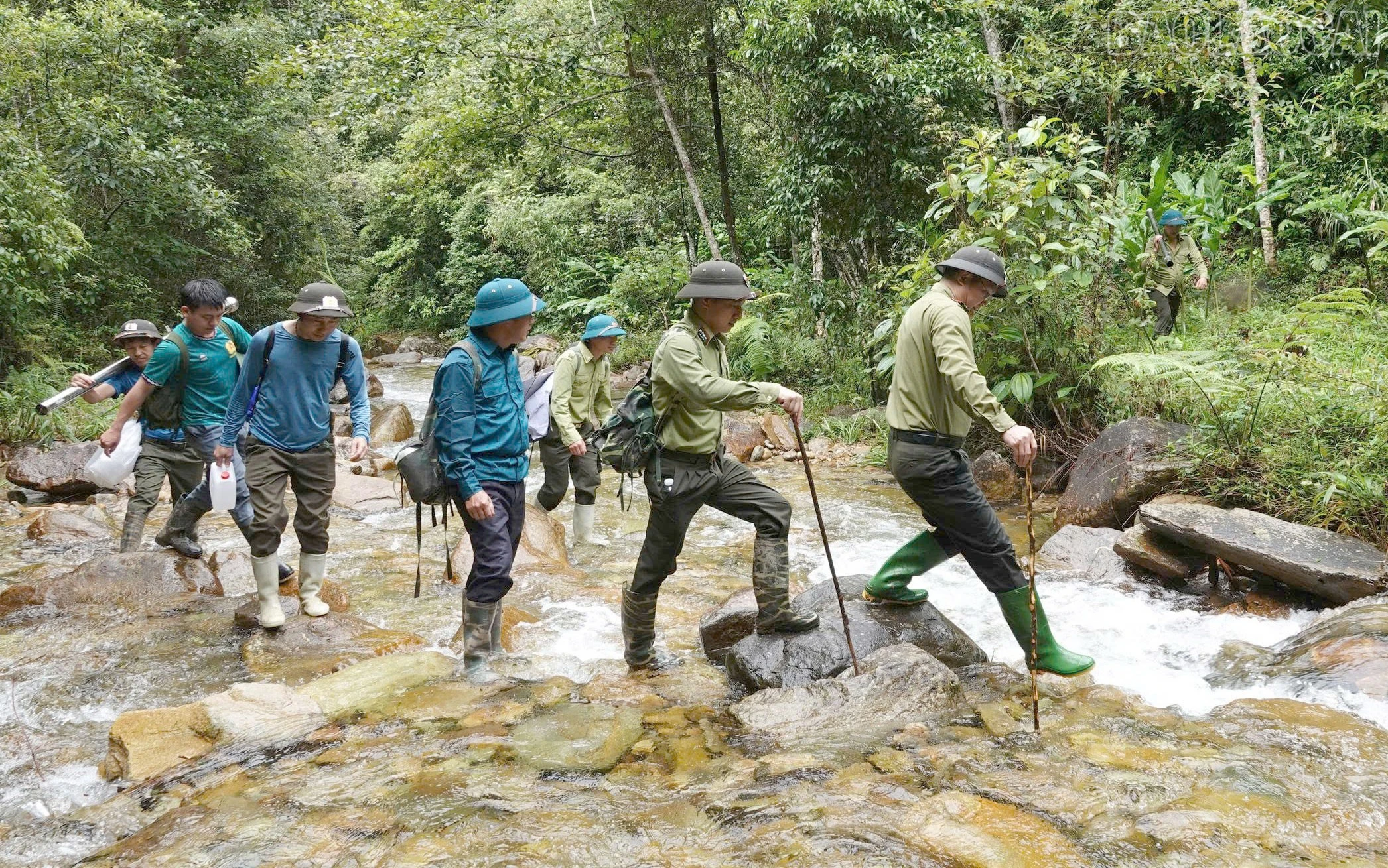 baolaocai-tr_rung-8.jpg
