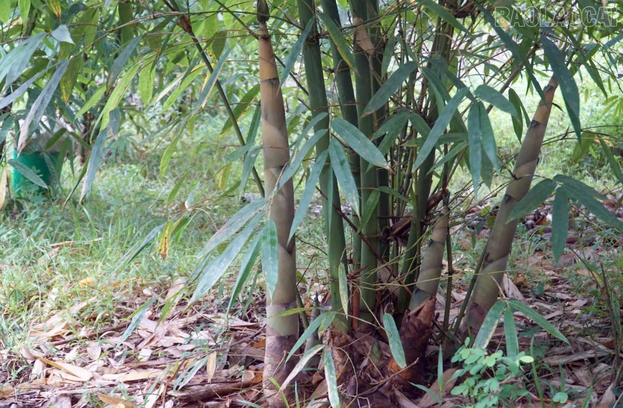 Hưng Khánh cũng chú trọng phát triển vùng tre măng Bát Độ.