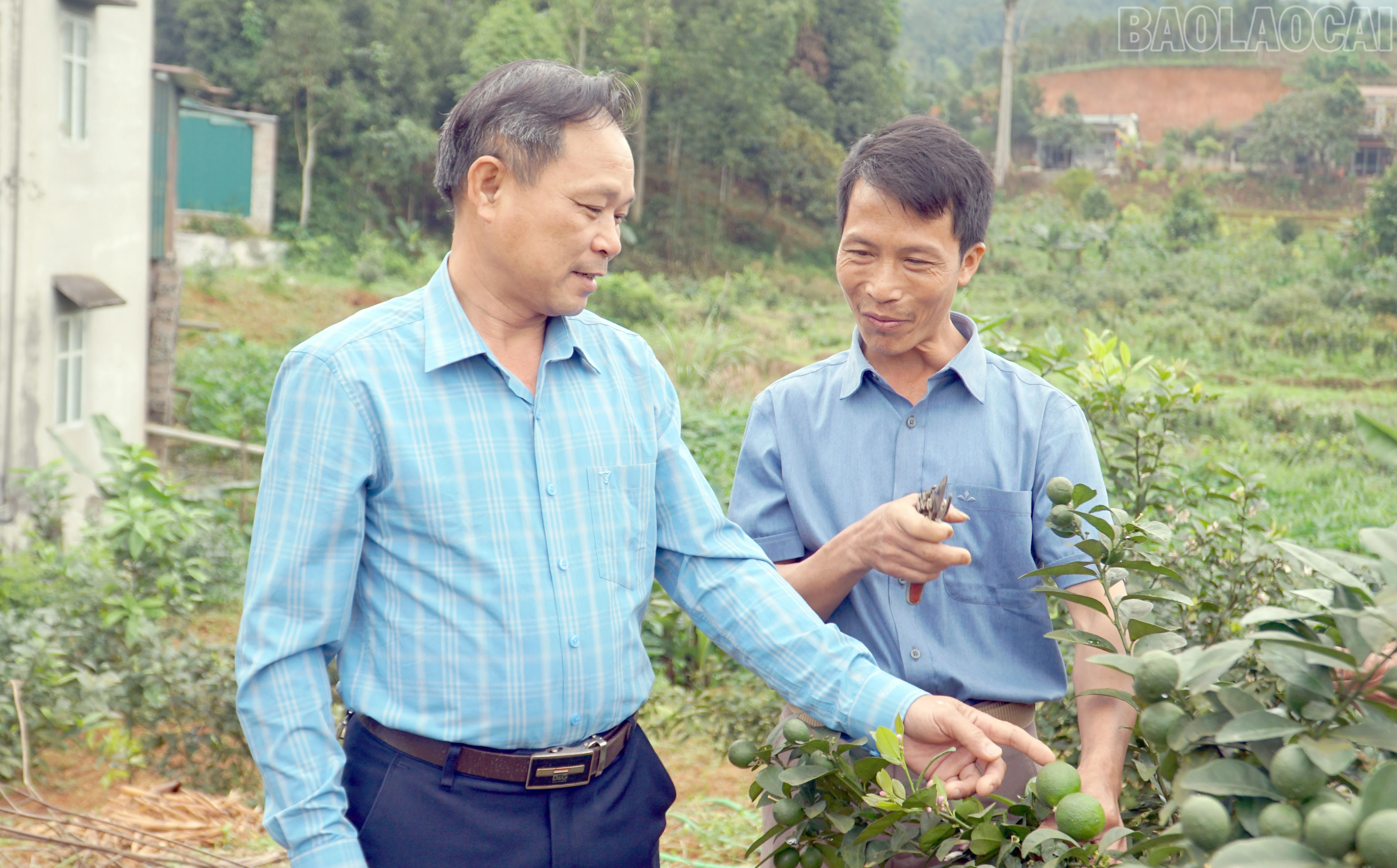 Lãnh đạo xã thăm mô hình trồng cây ăn quả có múi đem lại hiệu quả kinh tế cao của anh Trần Ngọc Sơn, thôn Tĩnh Hưng.