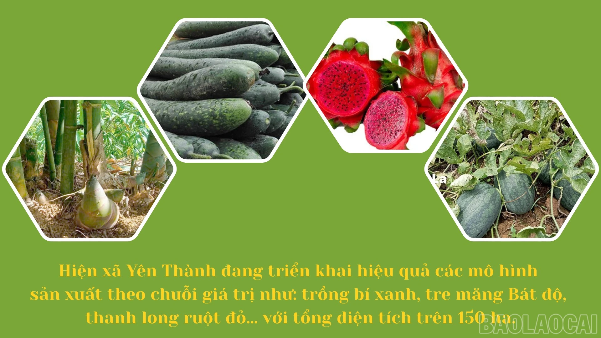 baolaocai-br_thiet-ke-chua-co-ten-6.png