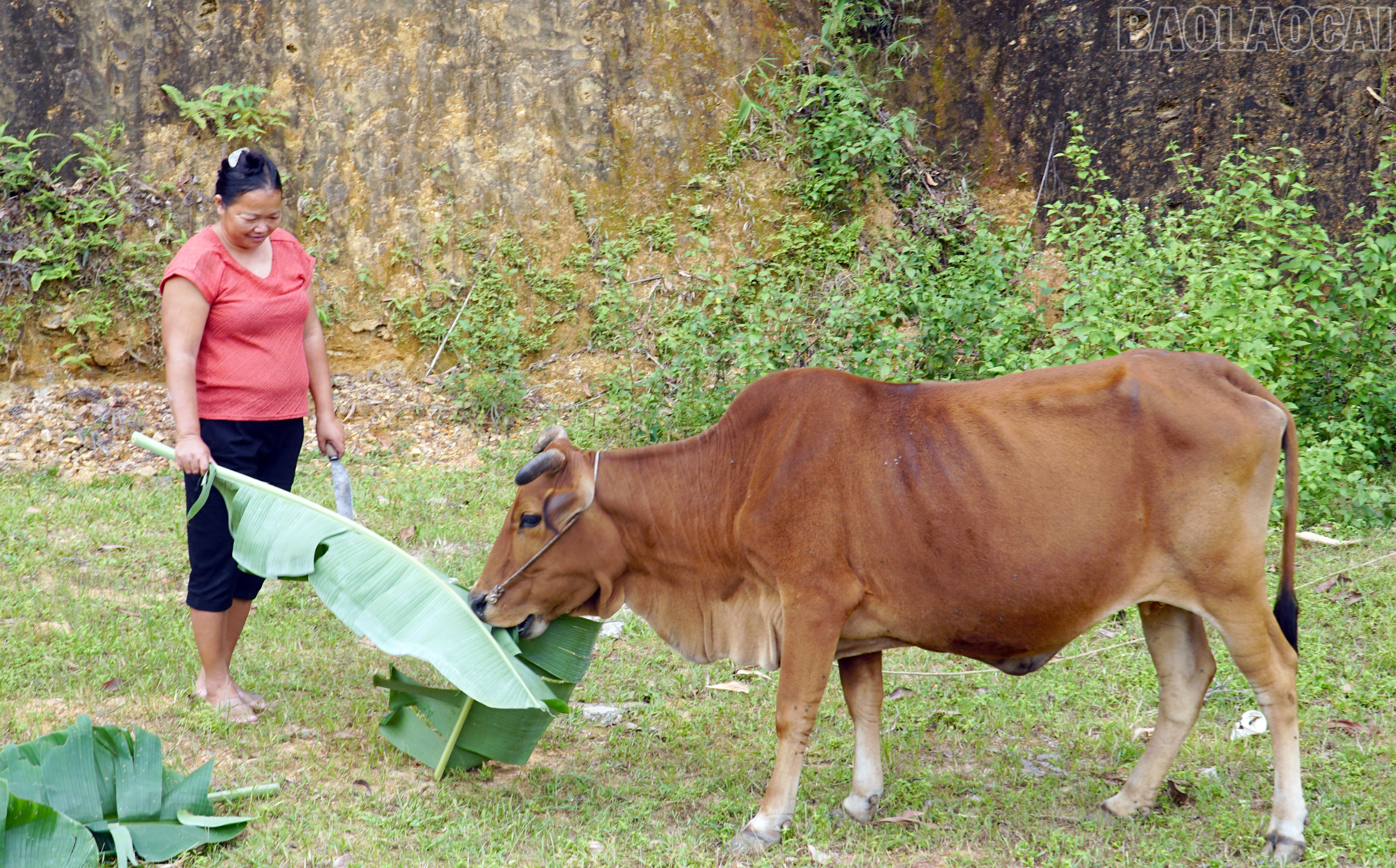 Berkat penyebaran ilmu teknikal tentang penternakan, keluarga Cik Chu Thi Huong di kampung Trung Tam telah dapat menjaga lembu yang sihat dan membesar dengan baik. baolaocai-tr_4.jpg