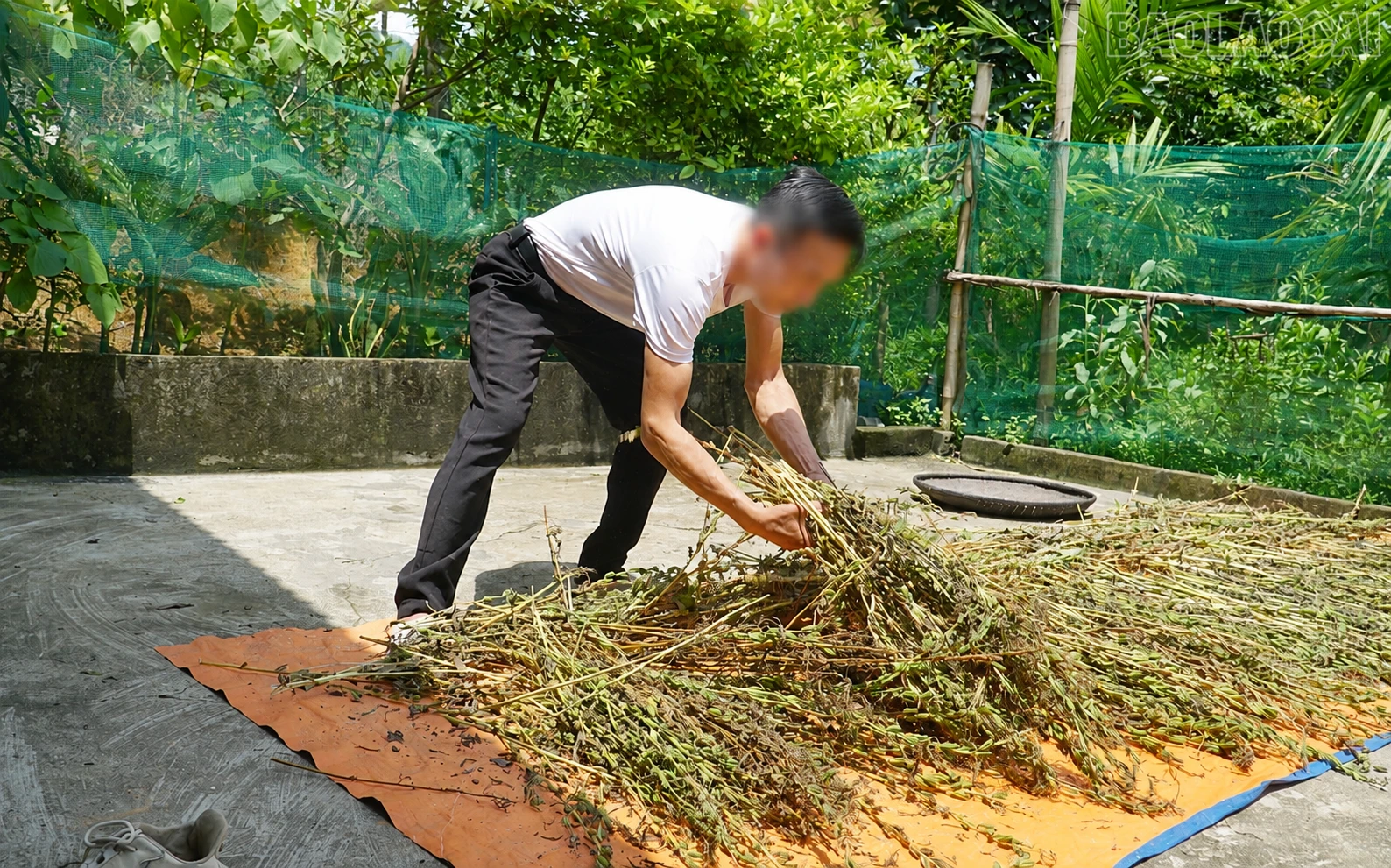 baolaocai-tr_chatgpt-image-18-21-10-9-thg-8-2026.png