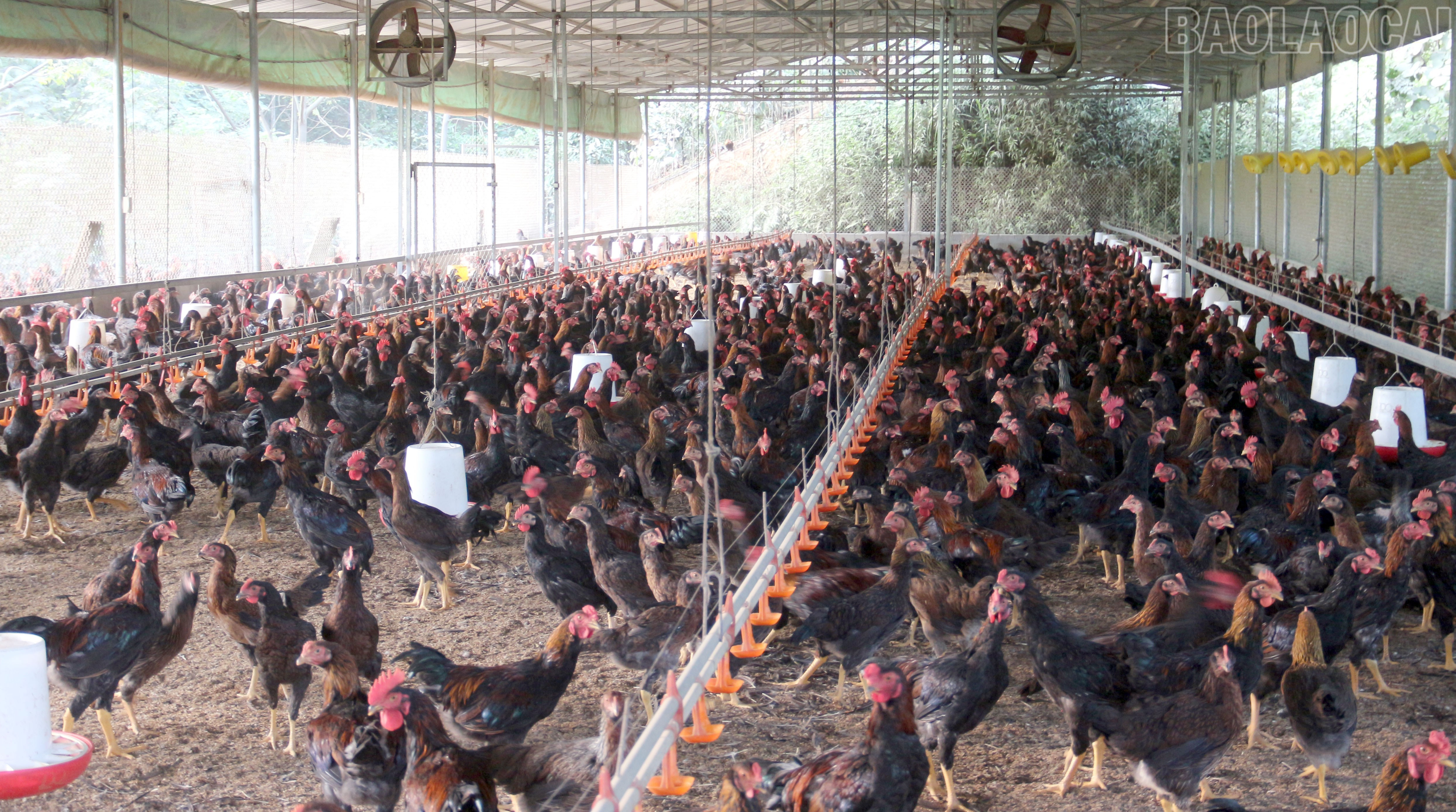 គំរូចិញ្ចឹមមាន់បែបពាណិជ្ជកម្មរបស់ MQ Cooperative មានខ្នាតមាន់ 40,000 ក្បាលក្នុងមួយបាច់។ baolaocai-tr_4-9823.jpg