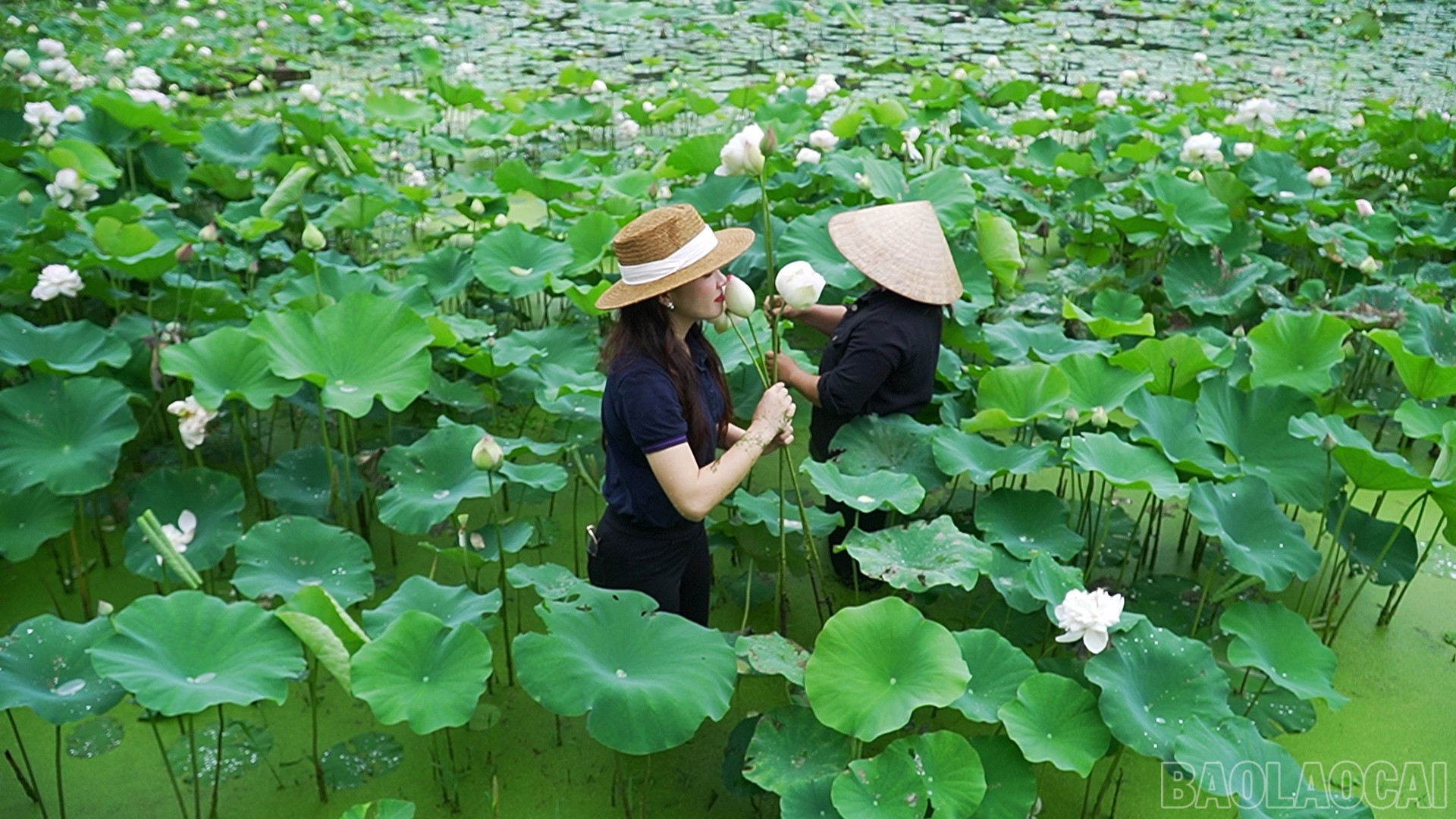 Du khách có thể đến tận đầm để tự tay hái những bông sen ngát hương còn vương sương sớm. baolaocai-br_490-577400-19-40-16still087.jpg