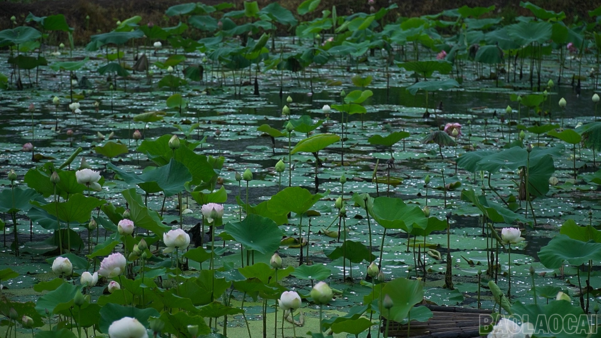 Rất nhiều giống sen khác nhau được trồng tại đây như sen Juwaba, sen Super lotus, sen Quan âm... baolaocai-br_490-577400-18-23-19still082.jpg