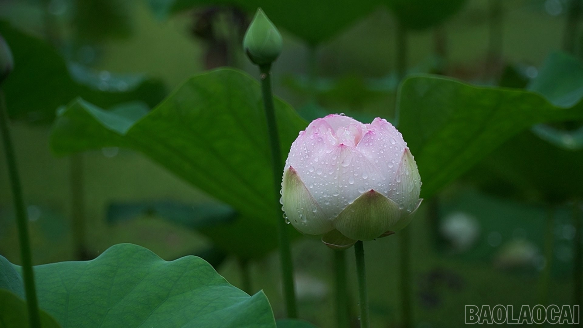 baolaocai-br_490-577400-17-46-02still079.jpg