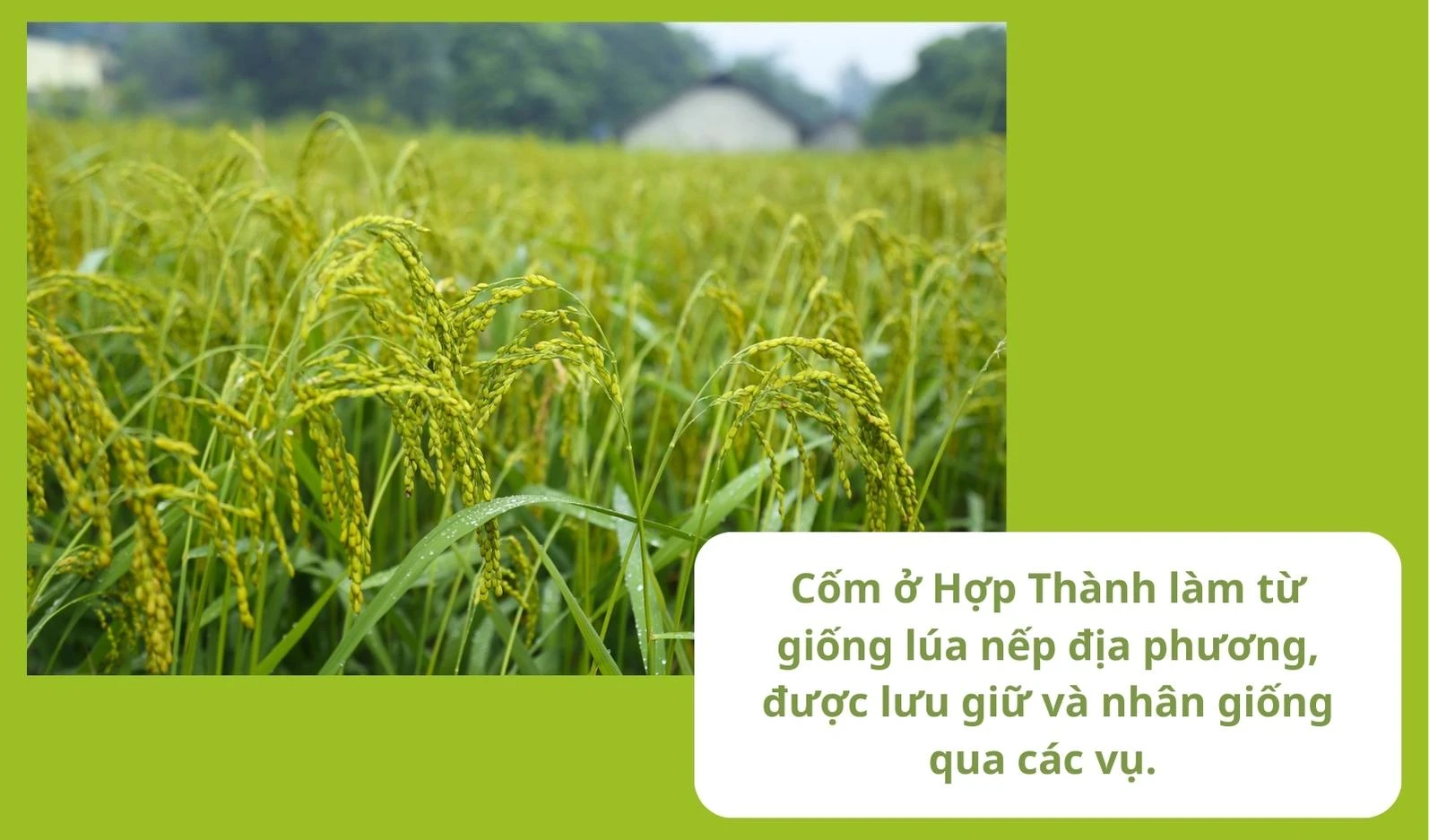 Người dân Sơn Hải lo lắng vì.jpg