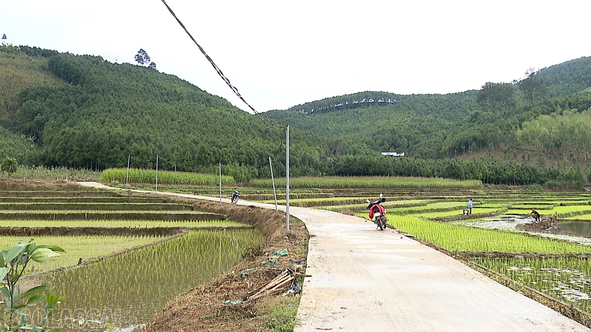 baolaocai-bl_dong-cuong.jpg