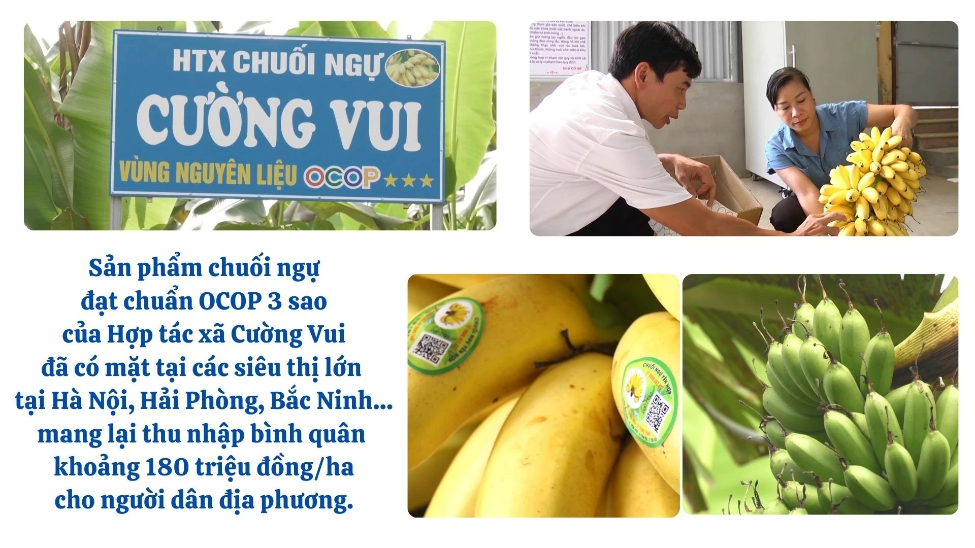 anh-chuoi-ngu.jpg