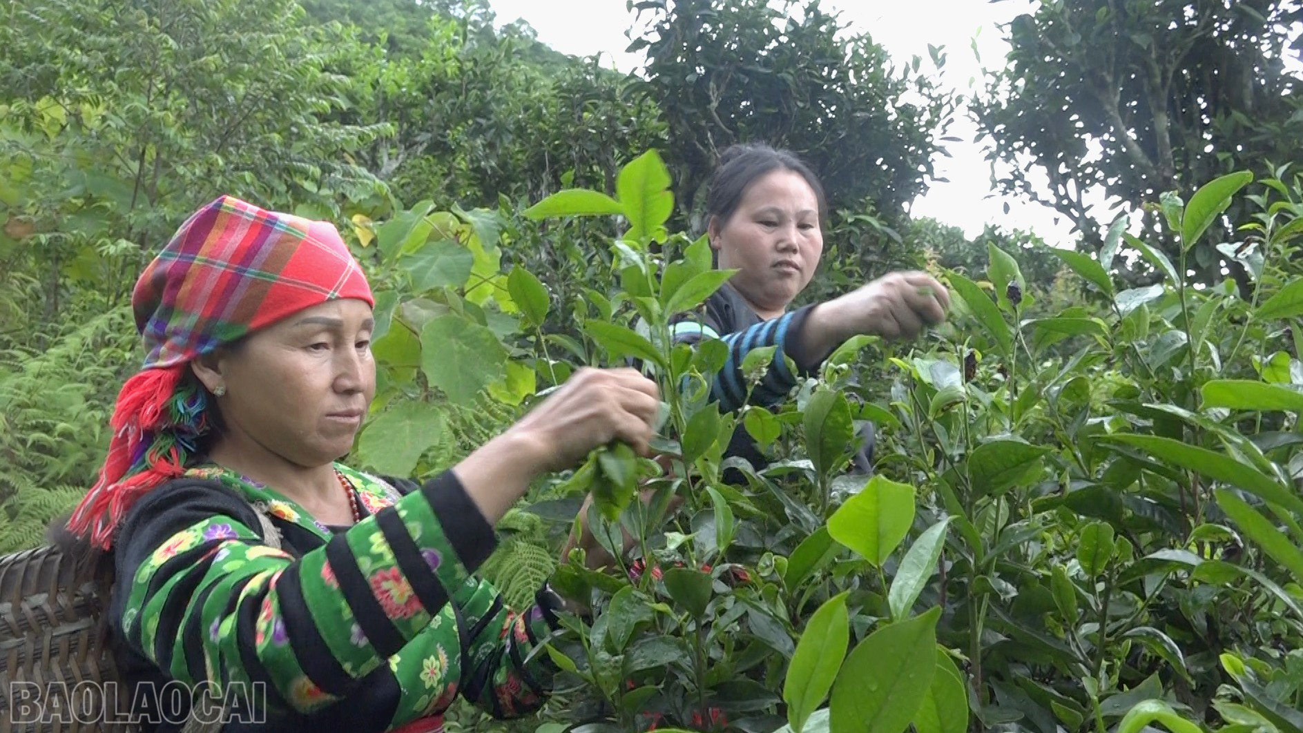 Les Hmong de la commune de Phinh Ho récoltent les feuilles de thé ancestrales Shan Tuyet, assurant ainsi un revenu stable à de nombreux ménages. baolaocai-bl_anh-phinh-ho-1.jpg