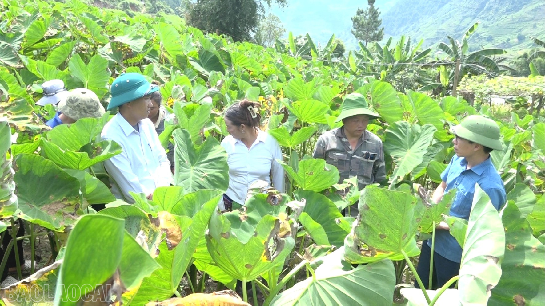 Les responsables de la commune de Phình Hồ inspectent la zone de culture du taro en altitude dans le village de Mù Thấp. baolaocai-bl_anh-phinh-ho-3-7942.jpg