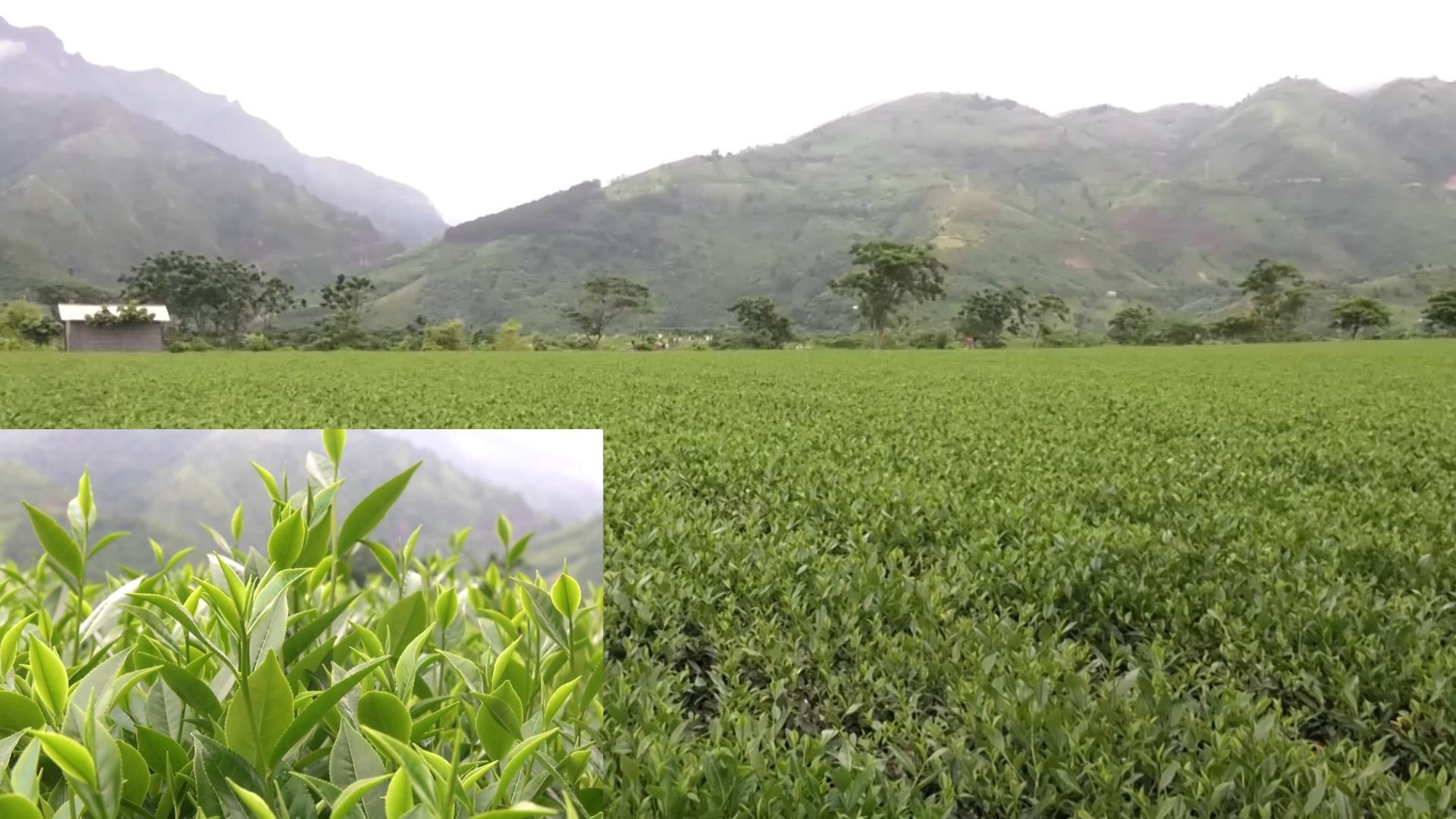 Để nâng cao giá trị cây chè, công ty đã mạnh dạn đầu tư phát triển vùng nguyên liệu sạch, theo hướng hữu cơ. anh-huuuu23.jpg