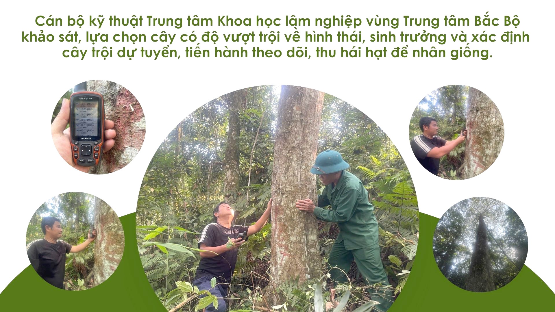 anh-cay-troi.jpg