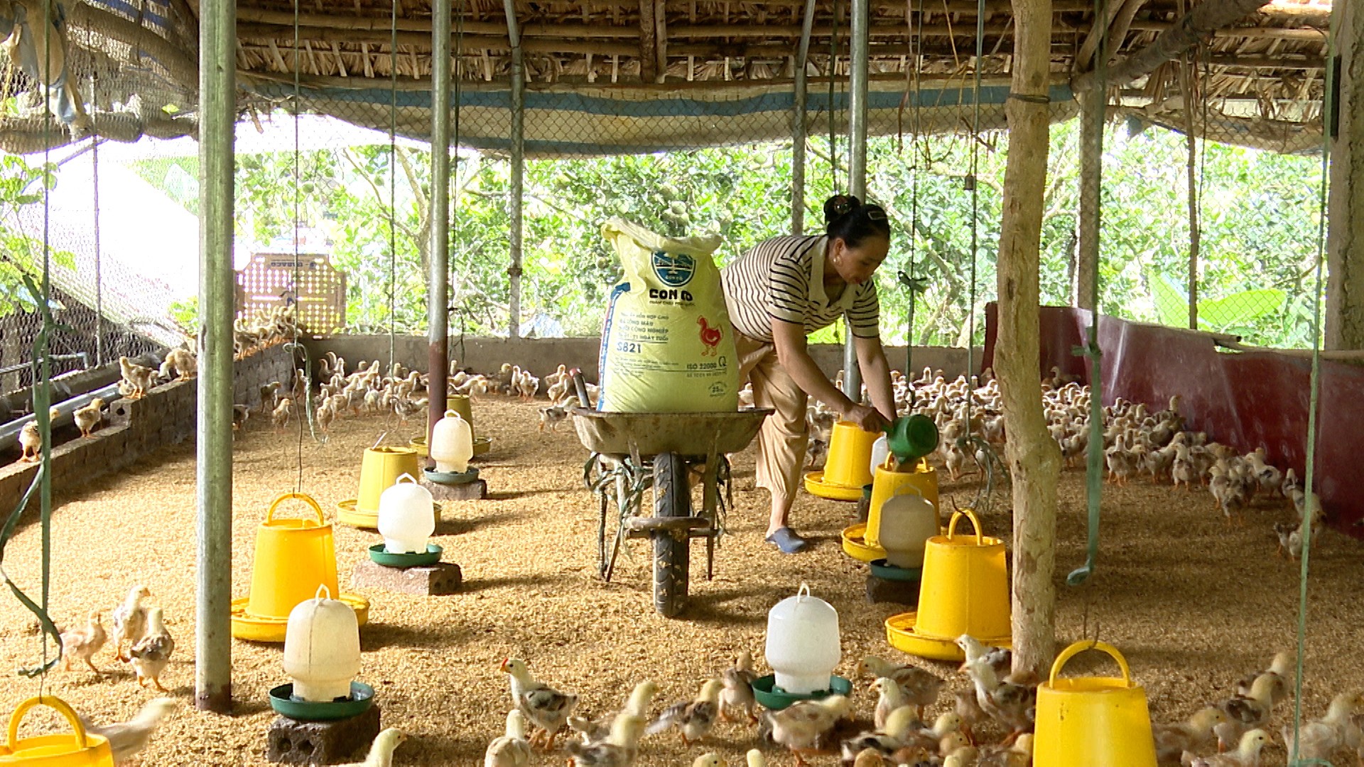 Chị Vũ Thị Phượng, xã Trấn Yên tận dụng tối đa các nguồn phụ phẩm trong chăn nuôi để phục vụ sản xuất, tiết kiệm đáng kể chi phí. chi-phuong.jpg