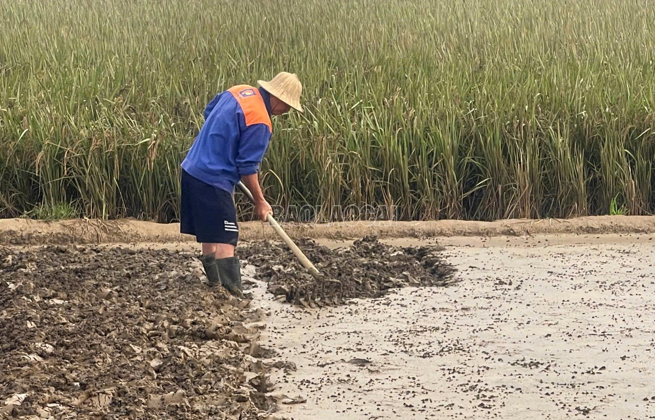Những người nông dân tất bật ra đồng khôi phục lại diện tích rau màu bị thiệt hại do thiên tai. baolaocai-c_anh-6.jpg