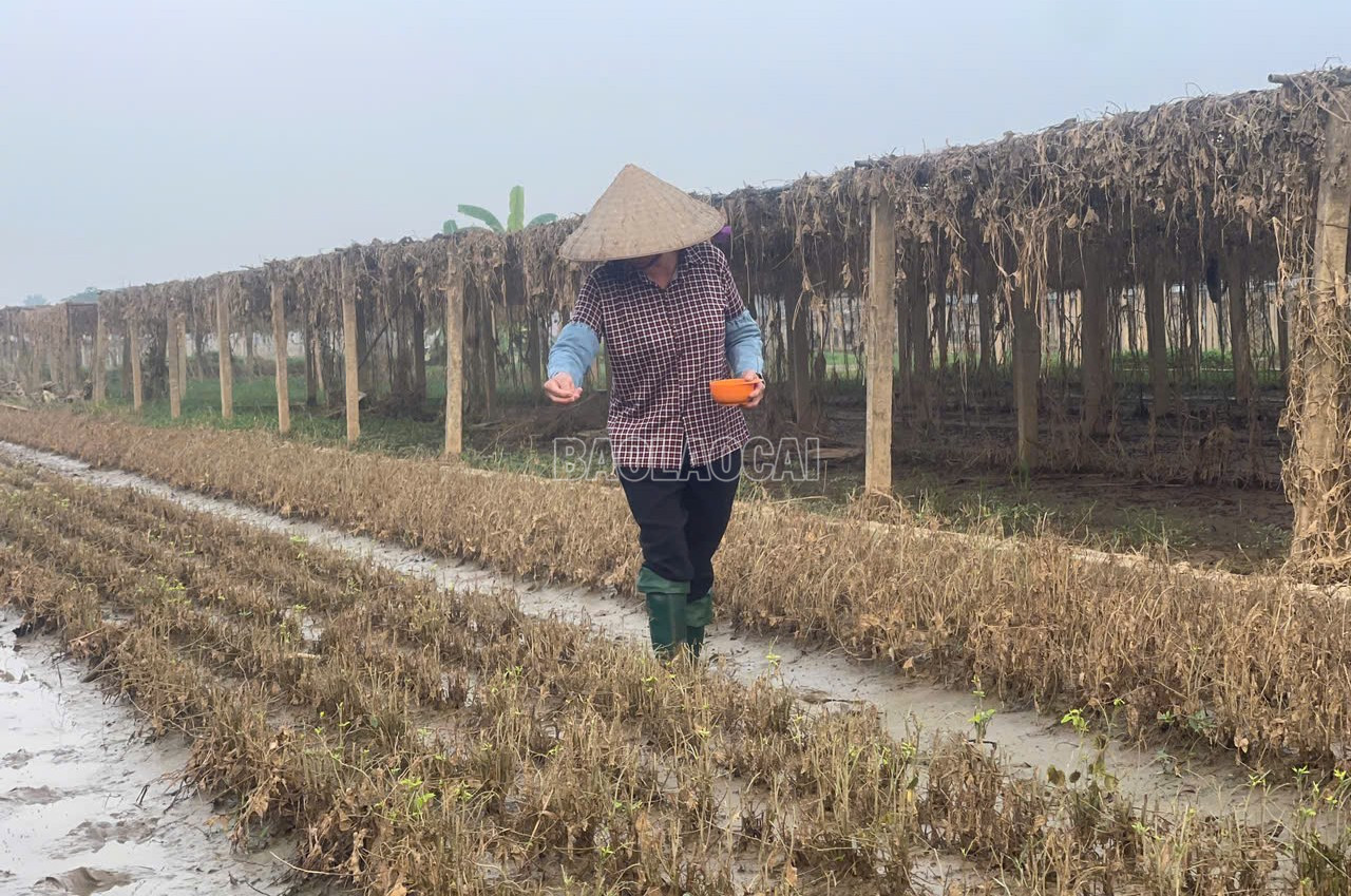 baolaocai-c_anh-4.jpg