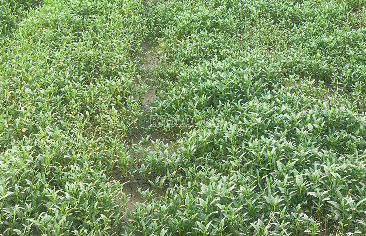 Trên khắp các cánh đồng lũ tràn qua, màu xanh đang dần lan rộng, phủ kín trở lại. baolaocai-c_anh-2.jpg