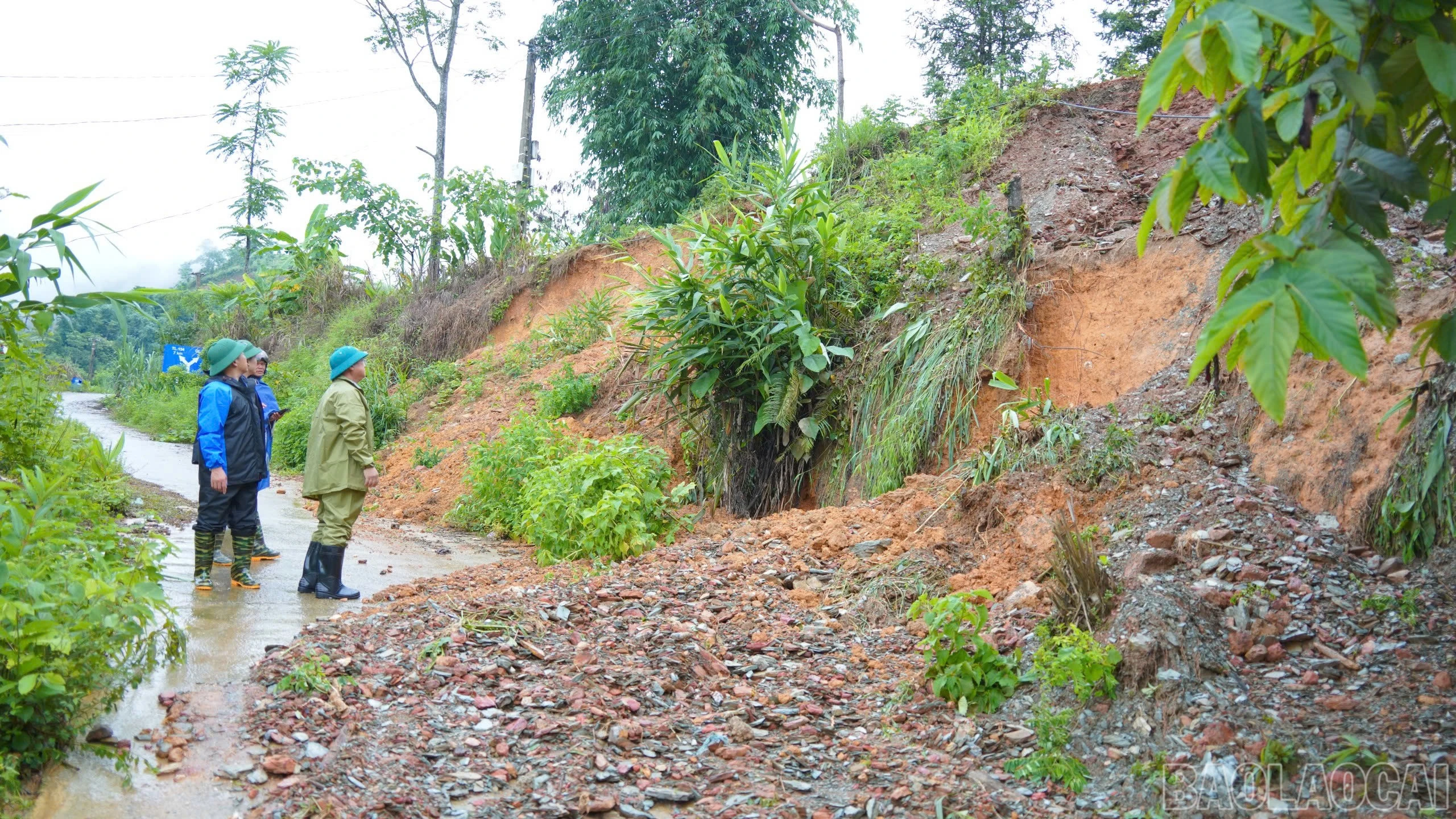 baolaocai-br_satlo.jpg