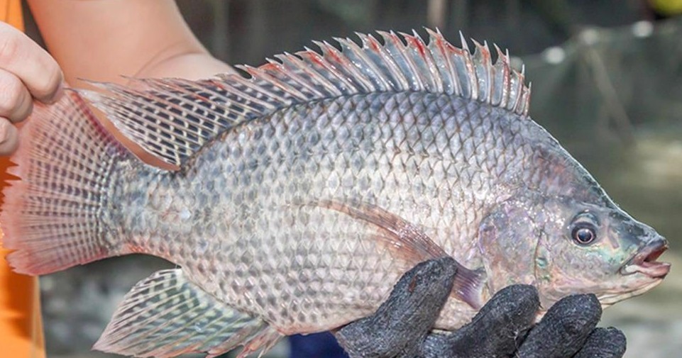 Cá rô phi đang nổi lên như một sản phẩm xuất khẩu tiềm năng bên cạnh cá tra.