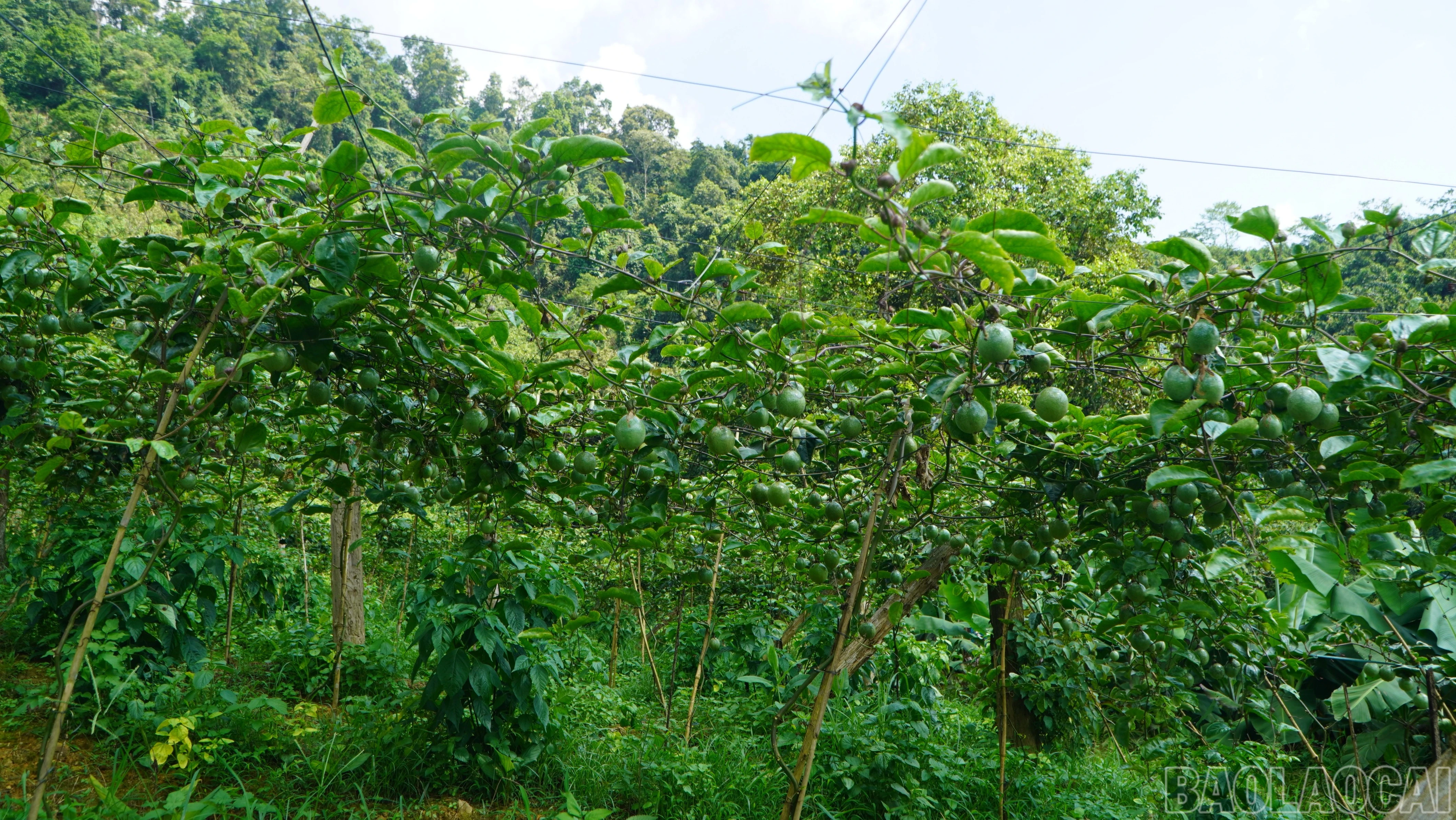 baolaocai-br_dsc05616-8689.jpg