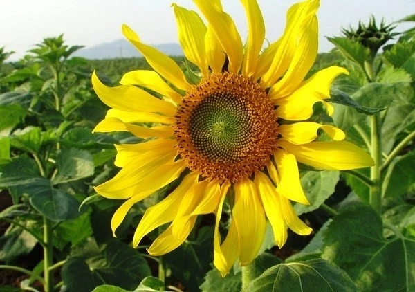 Mùa hoa hướng dương nở rực cả vùng thu hút khách du lịch.