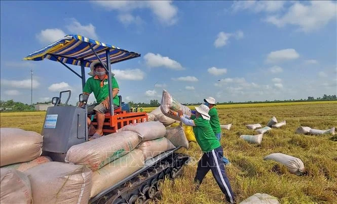 Nông dân An Giang thu hoạch lúa Đông Xuân.
