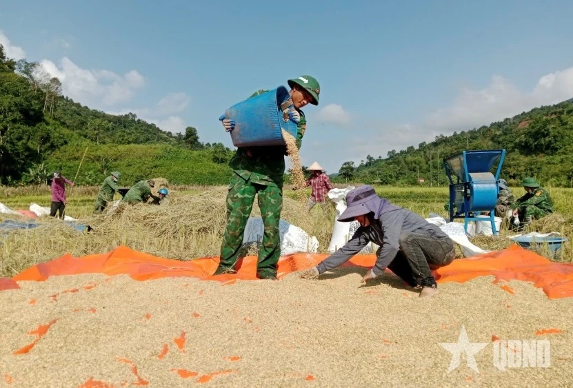 Chiến sĩ Đồn Biên phòng A Pa Chải (Ban chỉ huy Bộ đội Biên phòng tỉnh Điện Biên) giúp dân thu hoạch lúa.