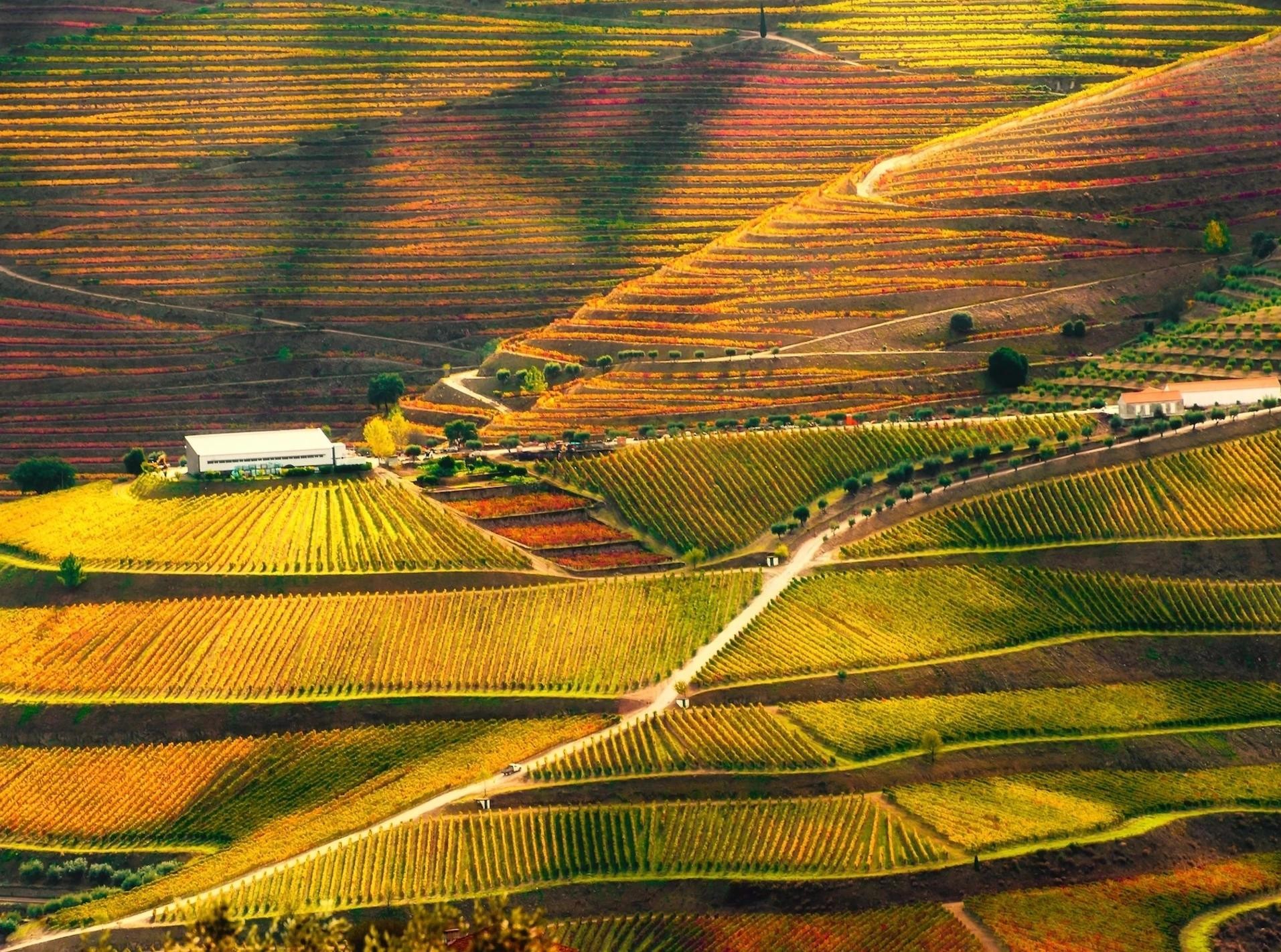 Là Di sản thế giới được UNESCO công nhận, thung lũng Douro của Bồ Đào Nha là vùng sản xuất rượu vang lâu đời nhất thế giới trong 2.000 năm. Các sườn dốc được chạm khắc thành hàng trăm bậc thang nằm ngang, mỗi bậc đều được trồng những cây nho cổ thụ, tạo nên bức tranh độc đáo với những đường sọc, đường cong và kết cấu khác nhau cho thung lũng