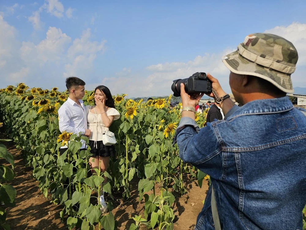 Vào mùa hoa hướng dương nở rộ, các nhiếp ảnh gia lại có dịp thêm thu nhập khi nhu cầu chụp ảnh lớn.