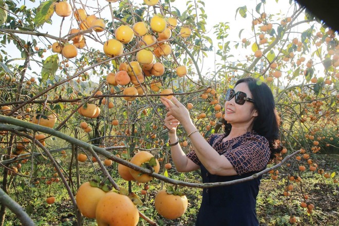 Du khách tham quan, chụp ảnh tại một vườn hồng chín ở Mộc Châu, tỉnh Sơn La.