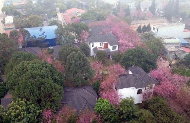 Hoa anh đào bung nở tại khu du lịch Thảo nguyên Resort Mộc Châu.