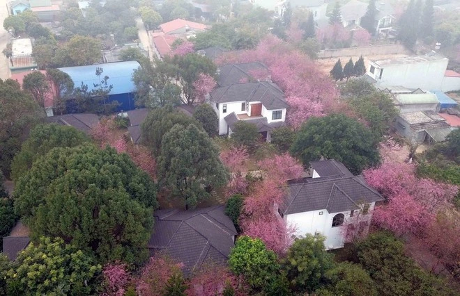 Hoa anh đào bung nở tại khu du lịch Thảo nguyên Resort Mộc Châu.