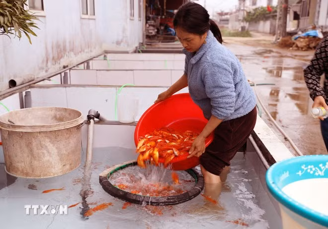 Chị Nguyễn Thị Hoa, khu Đồng Minh, xã Tiên Lương, lựa chọn những con cá đạt tiêu chuẩn trước khi xuất bán.