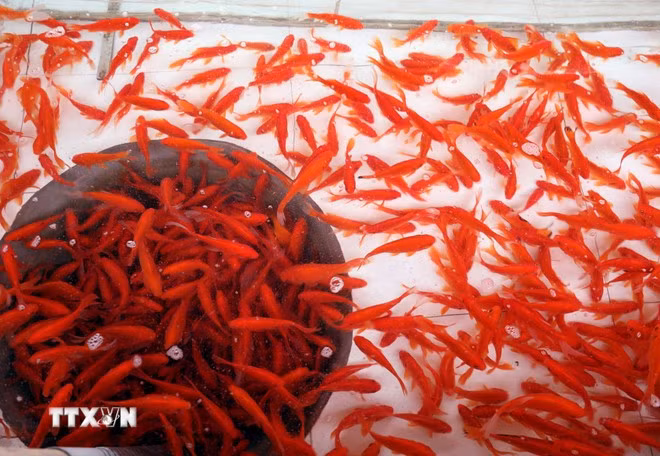 Cá chép đỏ sau khi thu hoạch được chuyển vào bể xi măng, sục oxy để bảo đảm sức khỏe trước khi được vận chuyển cung ứng cho thị trường.