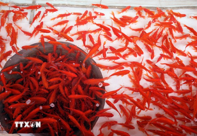 Cá chép đỏ sau khi thu hoạch được chuyển vào bể xi măng, sục oxy để bảo đảm sức khỏe trước khi được vận chuyển cung ứng cho thị trường.