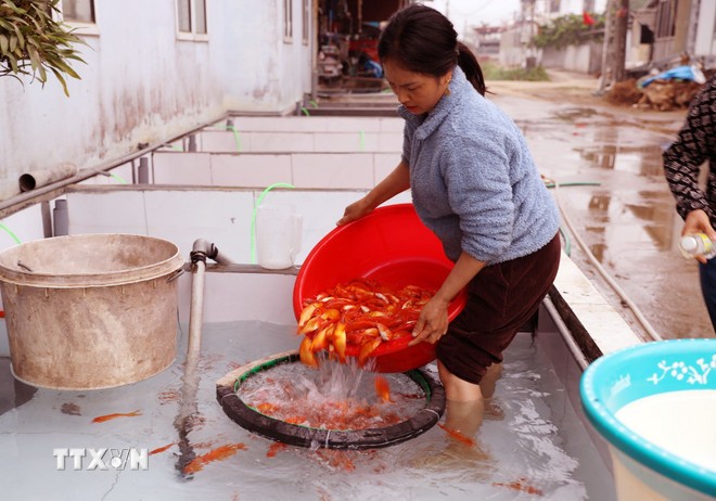 Chị Nguyễn Thị Hoa, khu Đồng Minh, xã Tiên Lương, lựa chọn những con cá đạt tiêu chuẩn trước khi xuất bán.