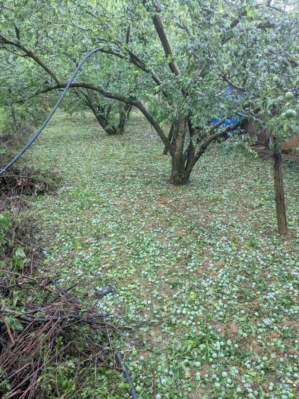 Trận mưa đá xảy ra trong thời gian ngắn nhưng cường độ lớn, làm gãy cành, rụng quả hàng loạt.