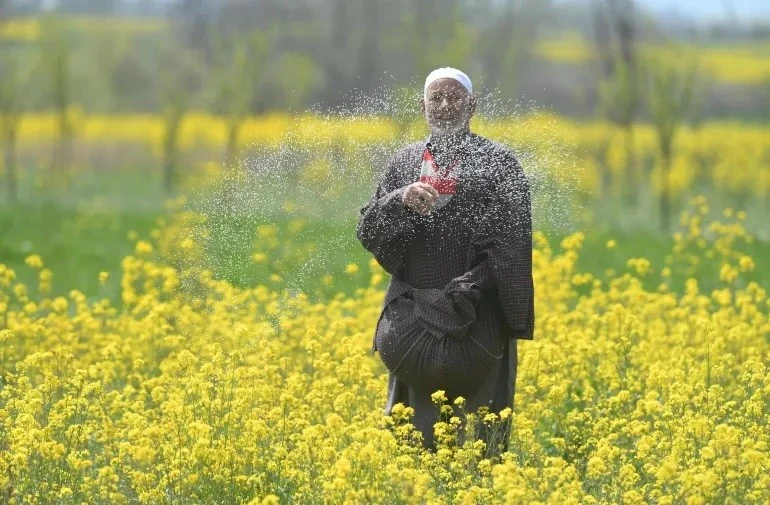 Nông dân trồng cải Ghulam Rasool bón phân trên cánh đồng ở Pampore, Kashmir, Ấn Độ.