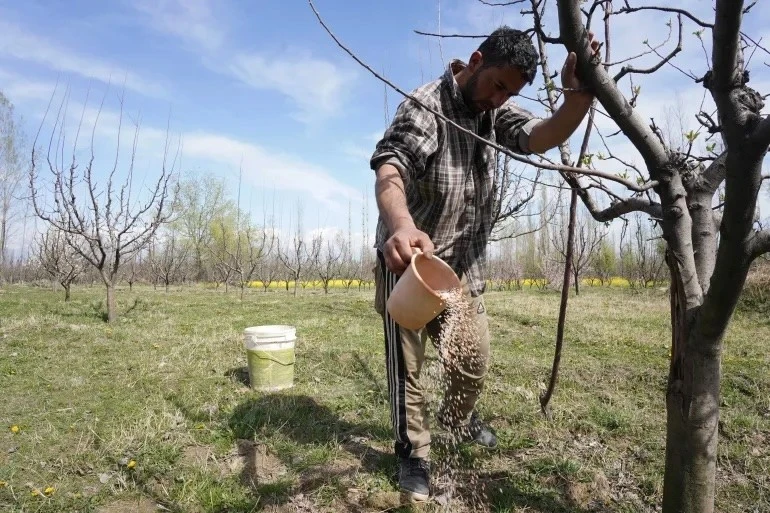 Nông dân bón phân quanh các cây táo trong một vườn cây ở Baramulla, khu vực Kashmir do Ấn Độ kiểm soát.