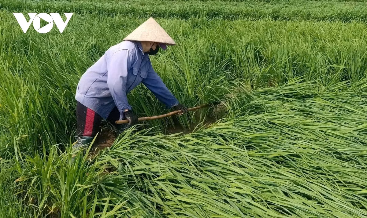 Nông dân khôi phục diện tích lúa bị đổ trên cánh đồng Mường Lò