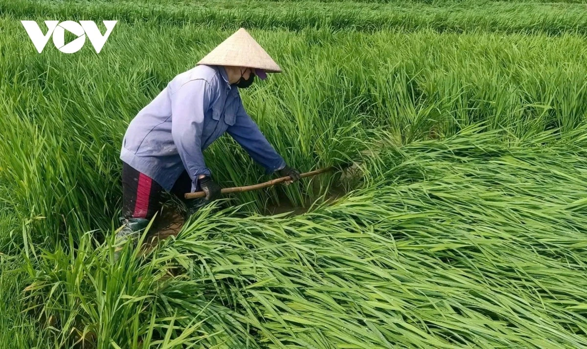 Nông dân khôi phục diện tích lúa bị đổ trên cánh đồng Mường Lò