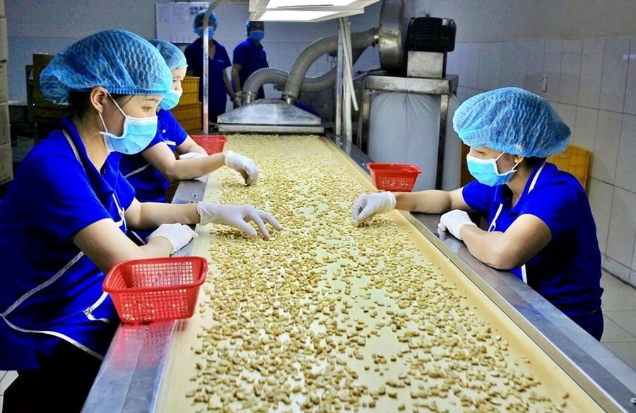 Sơ chế hạt điều xuất khẩu tại nhà máy của Công ty cổ phần Hoàng Sơn 1 (tỉnh Đồng Nai).