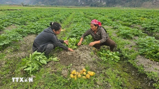 Đến năm 2025 cả nước có khoảng 174.000 ha sản xuất nông nghiệp hữu cơ.