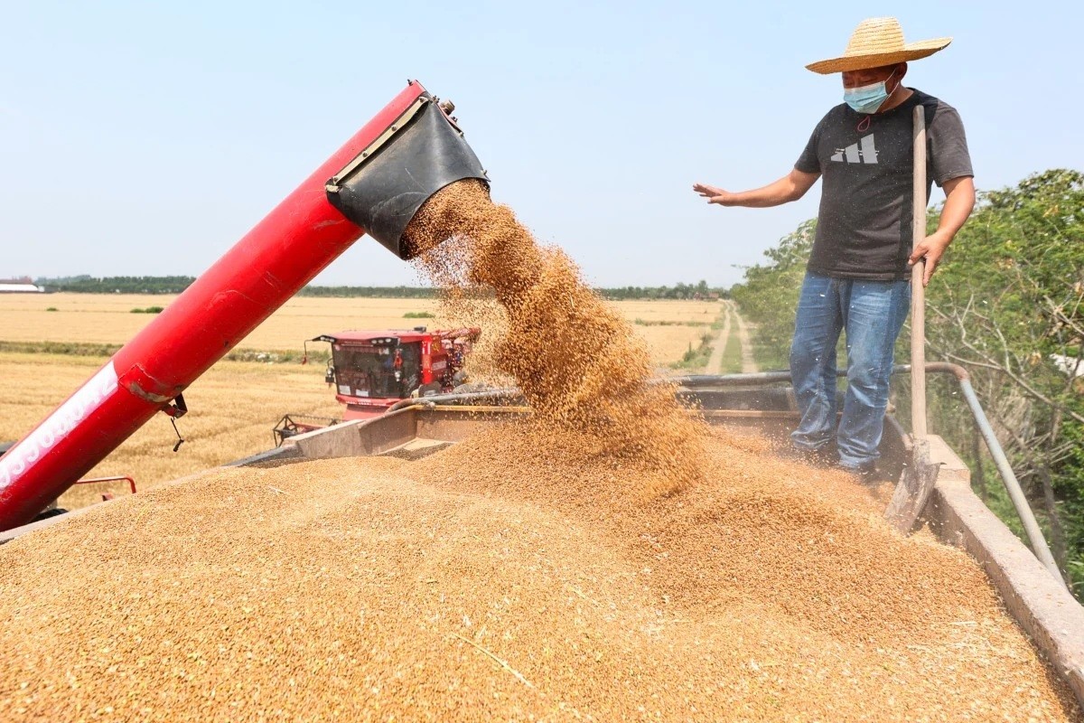 Người lao động thu hoạch lúa tại Giang Tô, Trung Quốc.