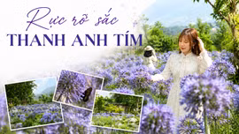 Rực rỡ sắc thanh anh tím