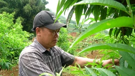 Biến đất cằn thành vườn cây bạc tỷ