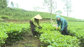 Vùng chè Bản Lầu gặp khó về đầu ra
