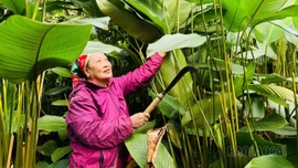 Lá dong kể chuyện ngày Tết