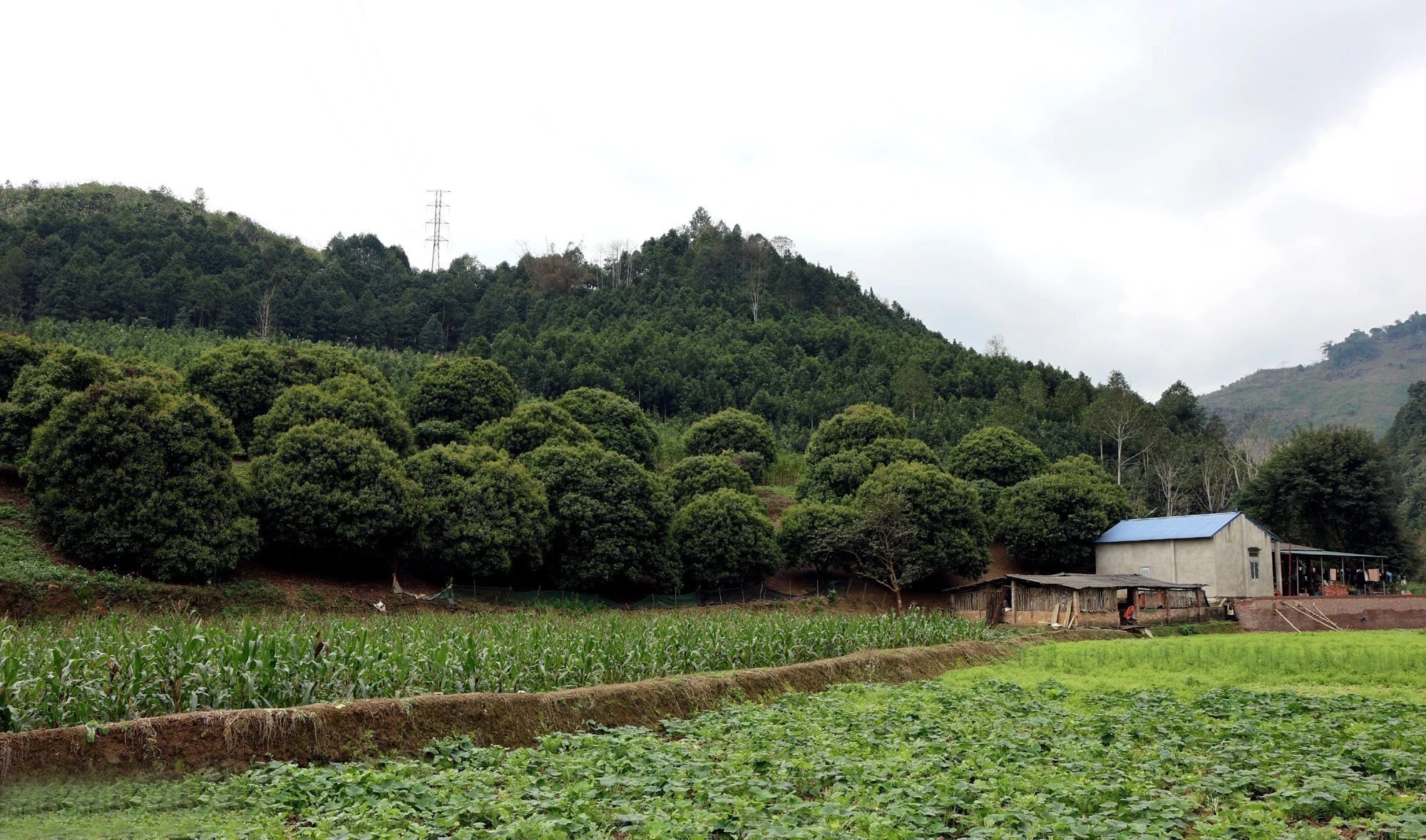 Một mô hình kinh tế vườn rừng ở xã Điện Quan.